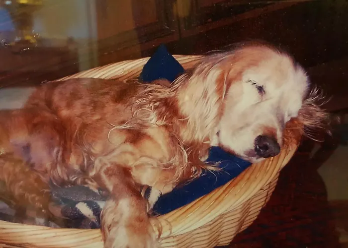 Haus Orplid Pensionat Seefeld in Tirol